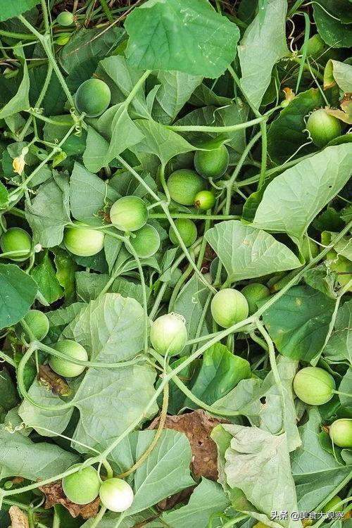 吃狗屎瓜,探寻“吃狗屎瓜”的神秘传说与民间智慧