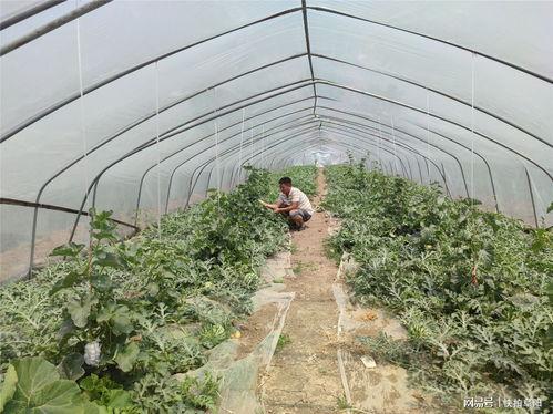 棚瓜怎么吃安全,科学烹饪，健康享美味