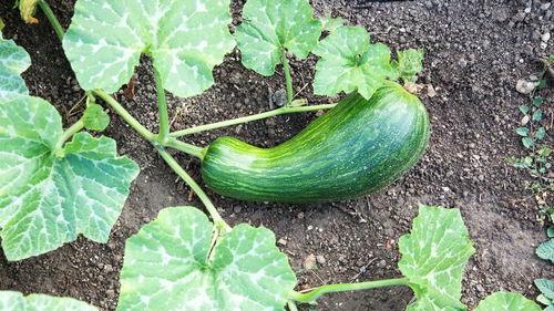 秋分之后吃瓠瓜怎么吃,瓠瓜美味新吃法，解锁健康营养新体验