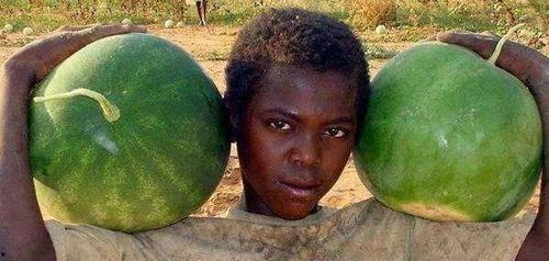 黑毛吃瓜,揭秘神秘瓜果背后的故事