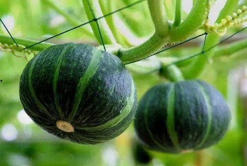 独自等待吃瓜,瓜田里的闲情逸致