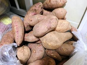 农村土瓜怎么吃,农村土瓜的美味探索