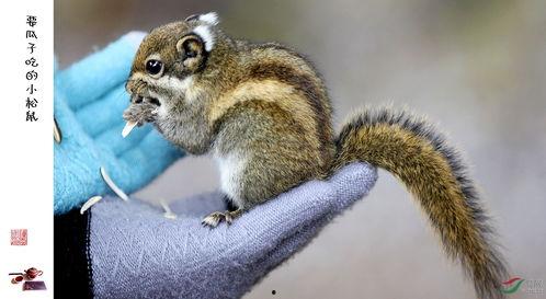 小松鼠吃瓜花吗,揭秘它们是否爱吃瓜花