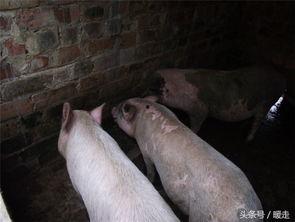 猪吃方瓜吗,探寻猪的饮食习惯与方瓜的营养价值