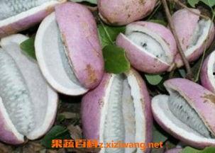 梦里吃八月瓜,八月瓜的奇幻之旅