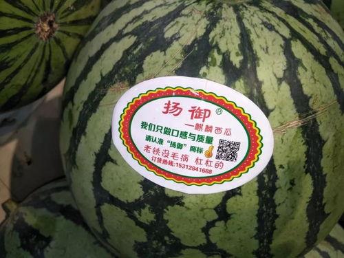 吃瓜主题壁纸,趣味吃瓜主题壁纸大盘点