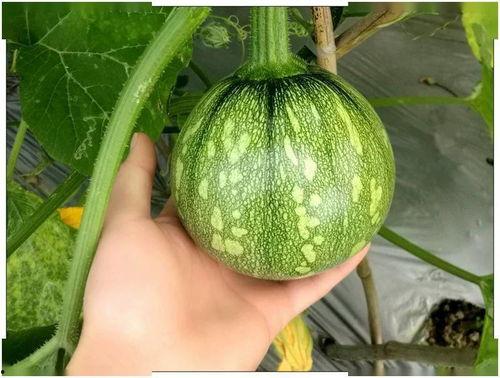 吃瓜第46天,揭秘娱乐圈最新热点事件