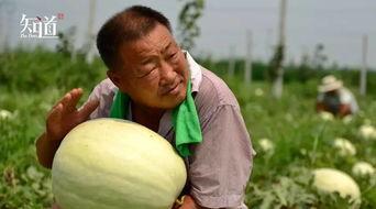 河北吃瓜人,吃瓜人生，品味人间烟火