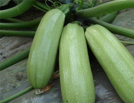 吃架瓜有什么好处,吃架瓜的五大益处