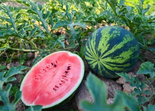 河南余叔吃瓜,揭秘网络热传事件背后的真相