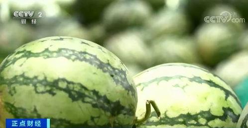 三四月吃瓜,三四月瓜果盛宴大盘点