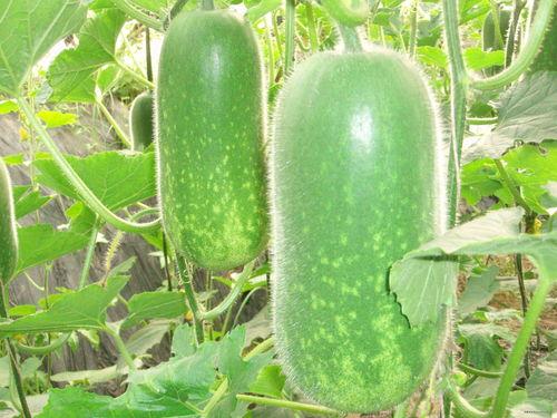 诸城吃瓜大赛,一场舌尖上的狂欢盛宴