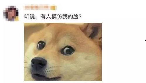 狗头吃瓜视频大全,趣味视频大盘点