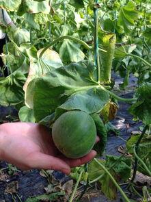 蛙友吃瓜论坛,揭秘网络蛙族的热议焦点