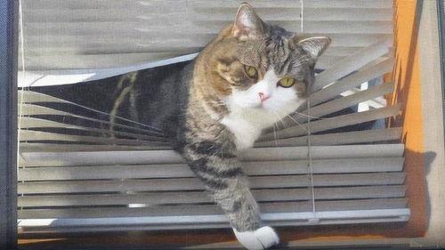 猫抱着窗户吃瓜,窗边瓜香四溢的悠闲时光