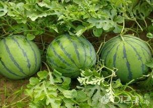 吃瓜 吃到自己的瓜,瓜农自食其“瓜”的奇妙经历