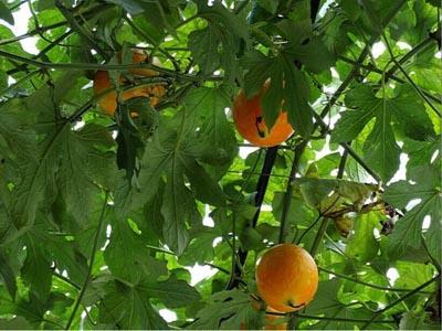 鱼吃吊瓜吗,揭秘水族与瓜果的奇妙关系