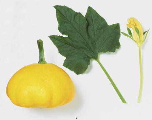 面瓜叶子怎么吃,家常美味的新发现