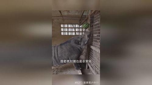 野猪吃瓜吗,揭秘它们对瓜果的喜爱之谜