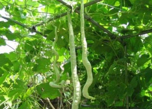 蛇瓜怎样弄着吃,探索美味与健康的完美结合