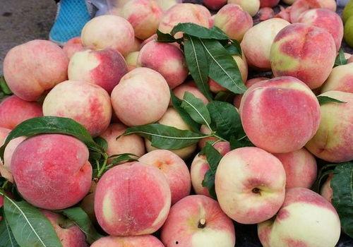 桃桃吃瓜记,揭秘娱乐圈幕后故事