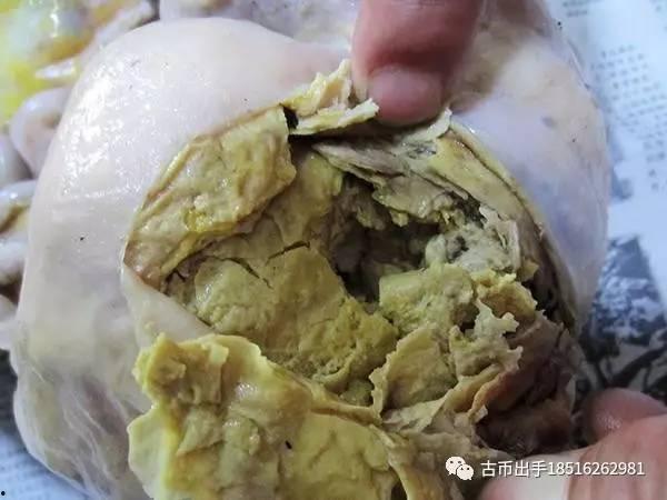 吃啥东西吃瓜鸡肉肚子,肚子里的小秘密