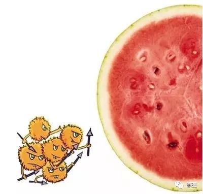 吃瓜吃坏了会怎么样