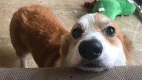 吃不动瓜的vlog,揭秘美食背后的故事与趣味