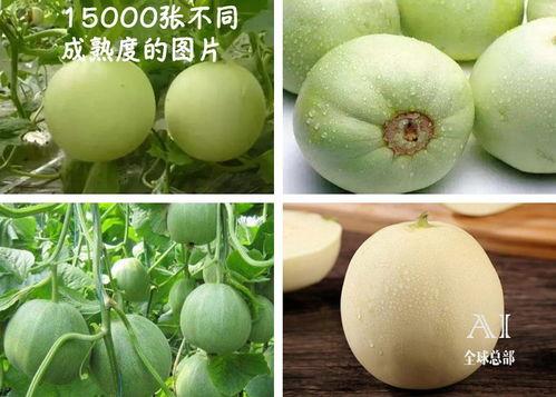 福工商吃瓜,揭秘校园吃瓜背后的故事