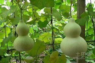 葫芦瓜整个可以吃吗,探索美味与营养的奥秘