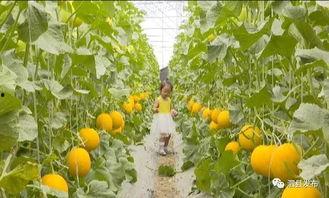 泗县吃瓜,吃瓜也能吃出风味