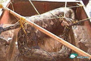 礼县吃瓜事件视频,一场引发热议的网络风波